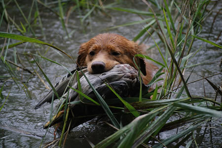 toller-ruede-mogwai-ente